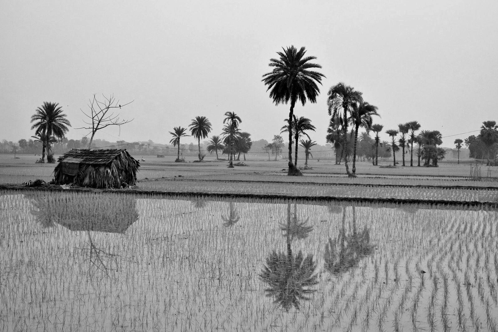 Climate change law Bangladesh — coastal embankment and flooded farmland in the delta