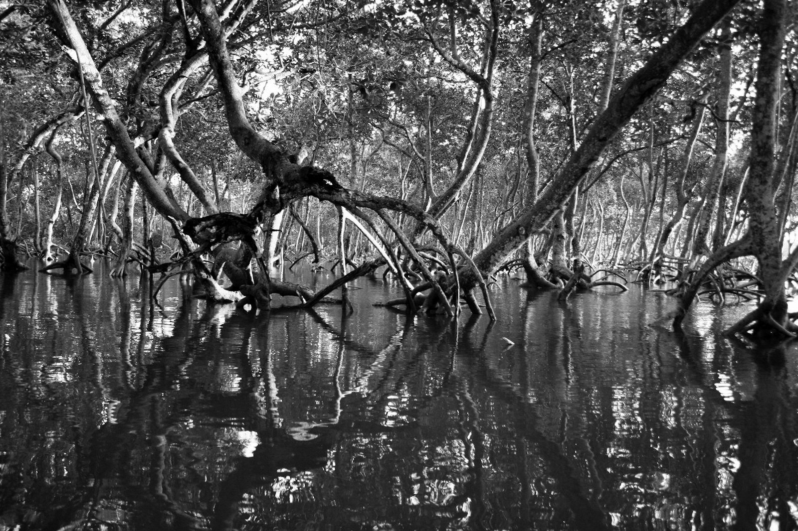 Climate change law Bangladesh — mangrove forest on the coast, a focus of adaptation and carbon plans