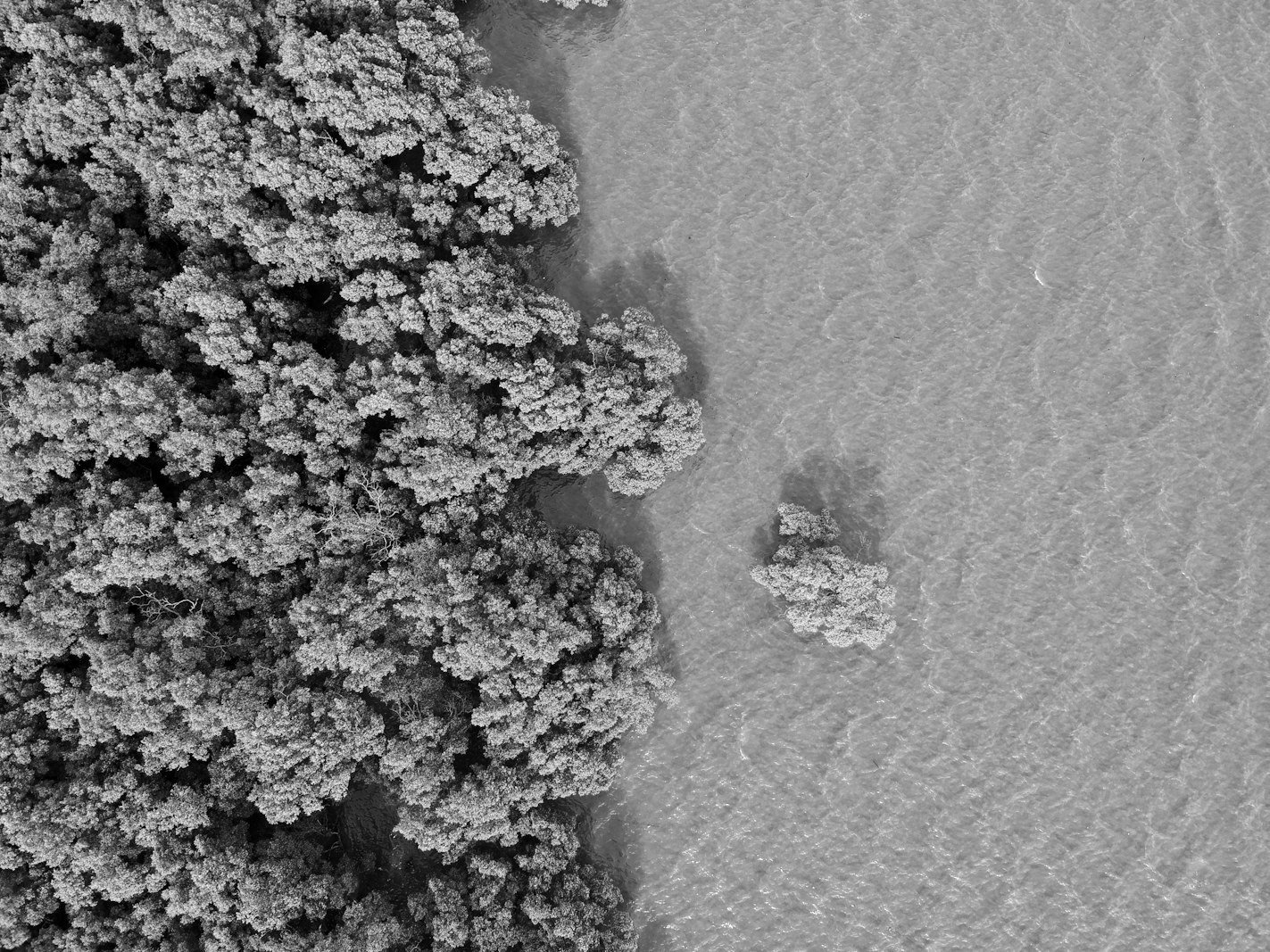 Energy transition Bangladesh — mangrove forest representing nature-based carbon projects