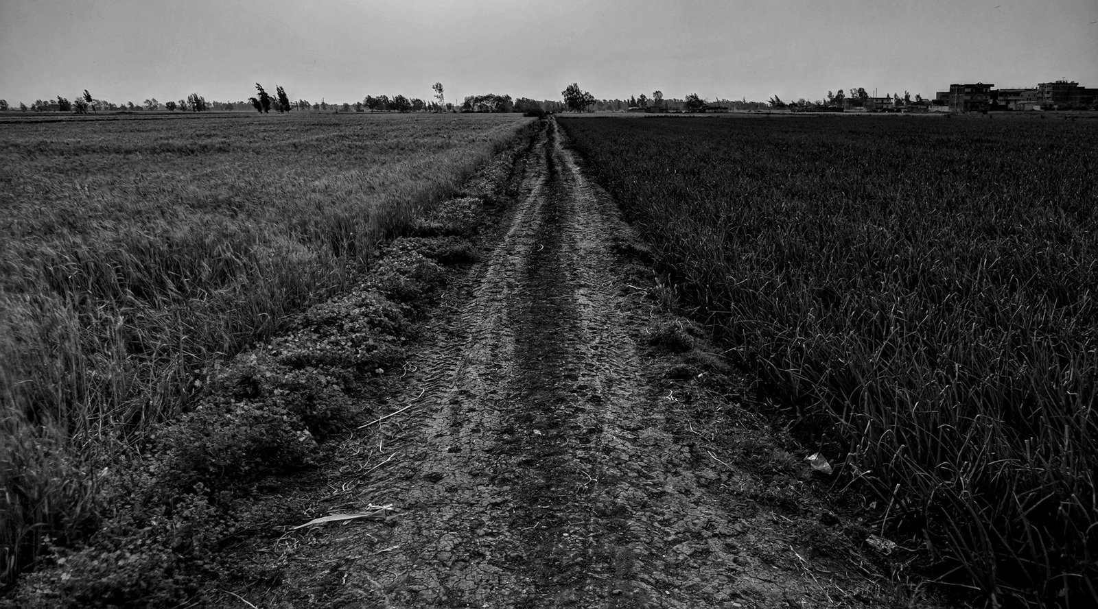 How to resolve land disputes Bangladesh — agricultural land and field boundaries in rural Bangladesh