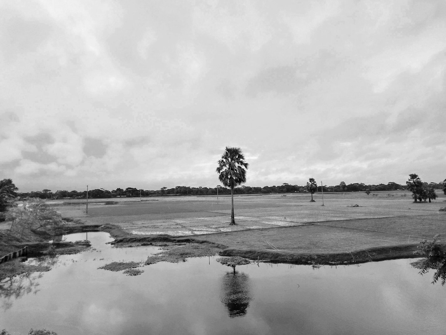 Khas land Bangladesh — riverside char land of the kind that vests in the Government