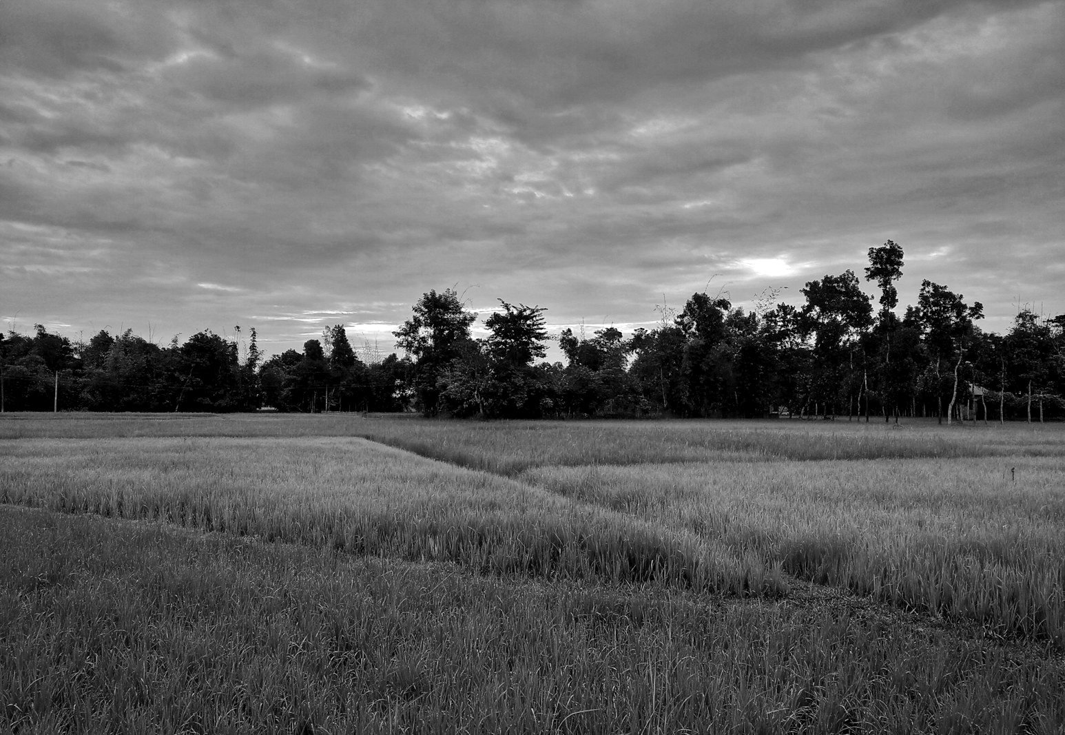 Khas land writ in Bangladesh — agricultural land under government settlement