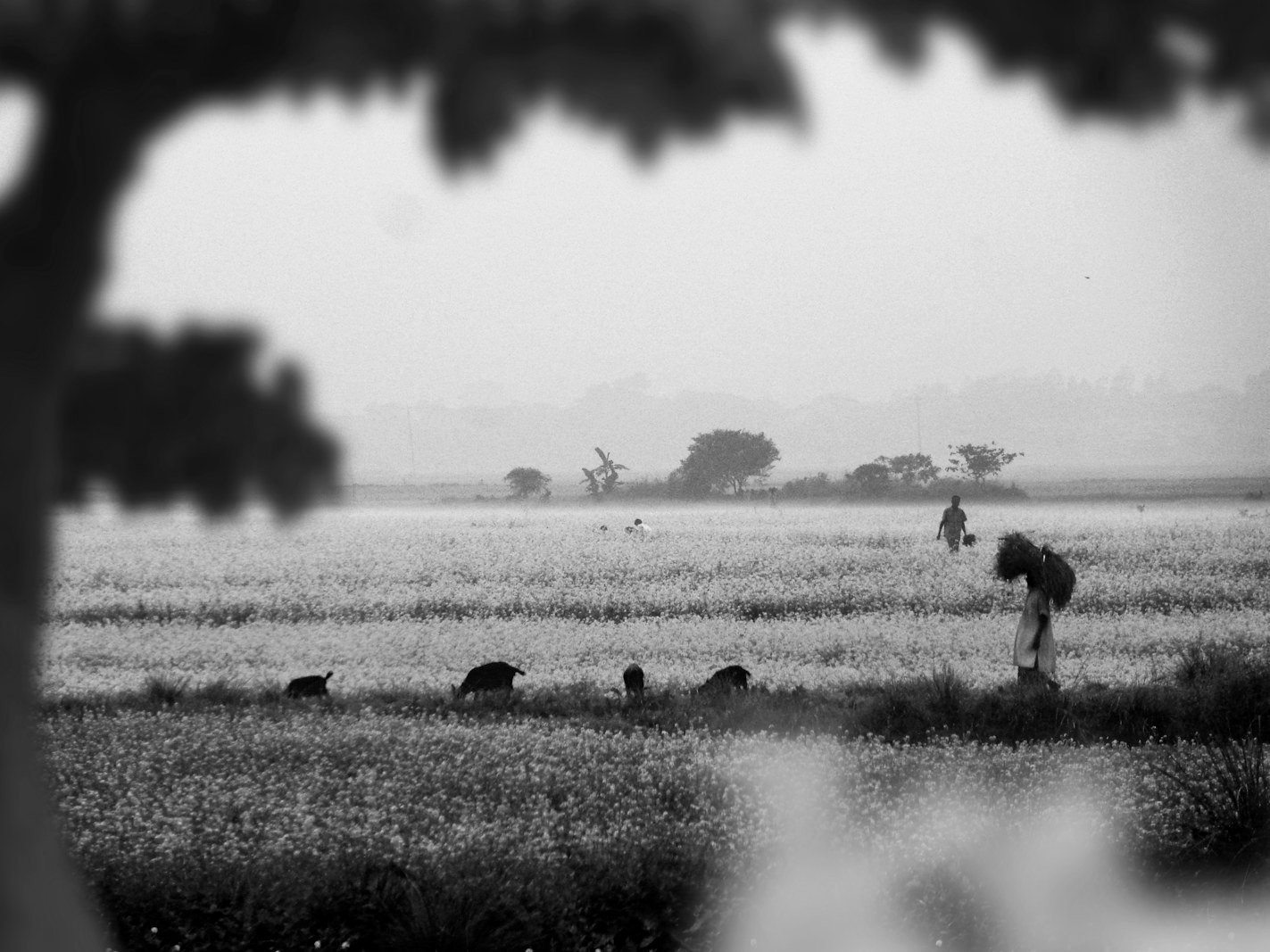 Khas land writ in Bangladesh — land office records and khatian registers