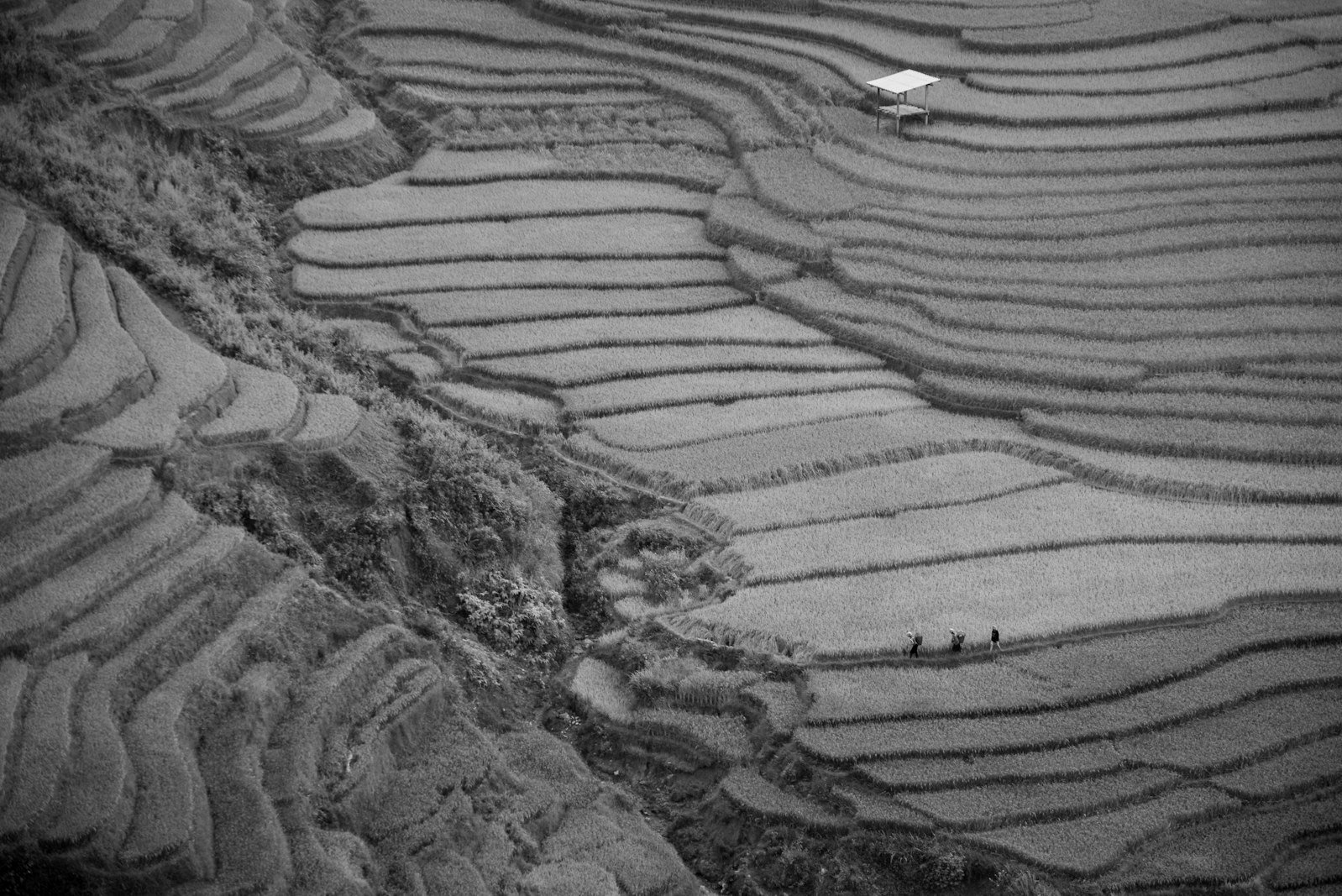 Khatian correction Bangladesh — farmland plots whose owners are recorded in the survey khatian