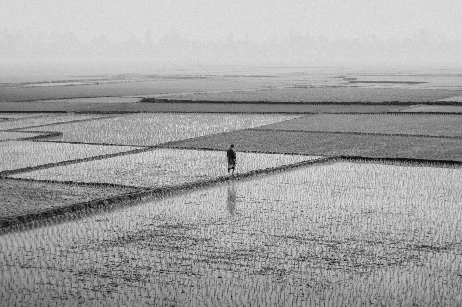 Pre-emption Bangladesh — agricultural land shared by co-sharers in rural Bangladesh