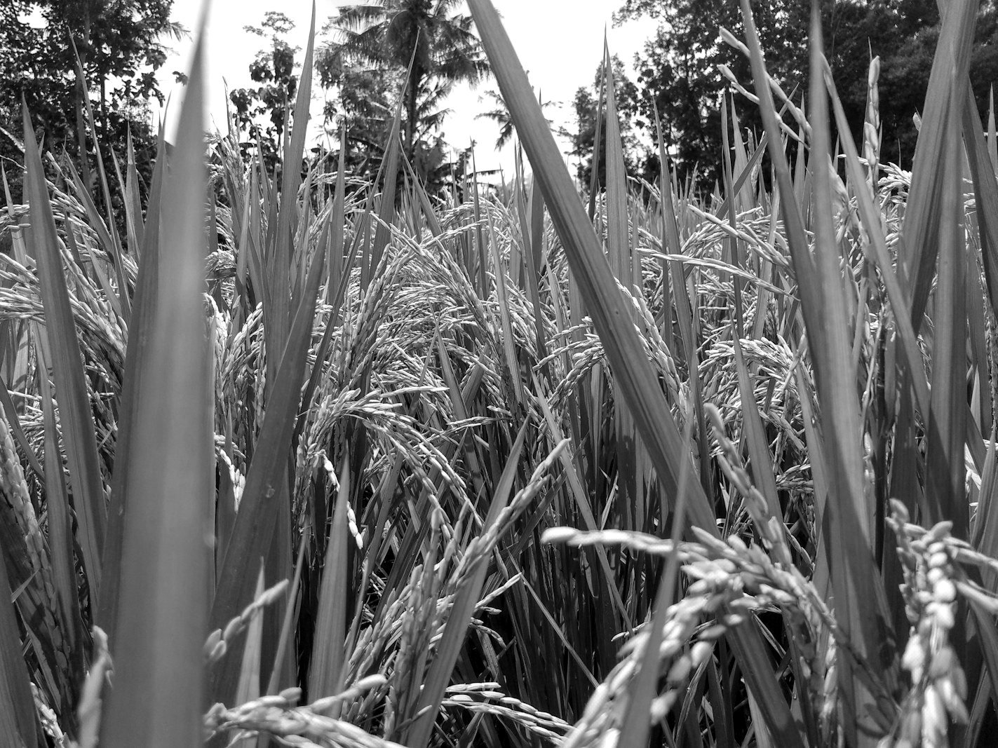 Public Demands Recovery Act Bangladesh — farmland exposed to attachment and sale in a certificate case