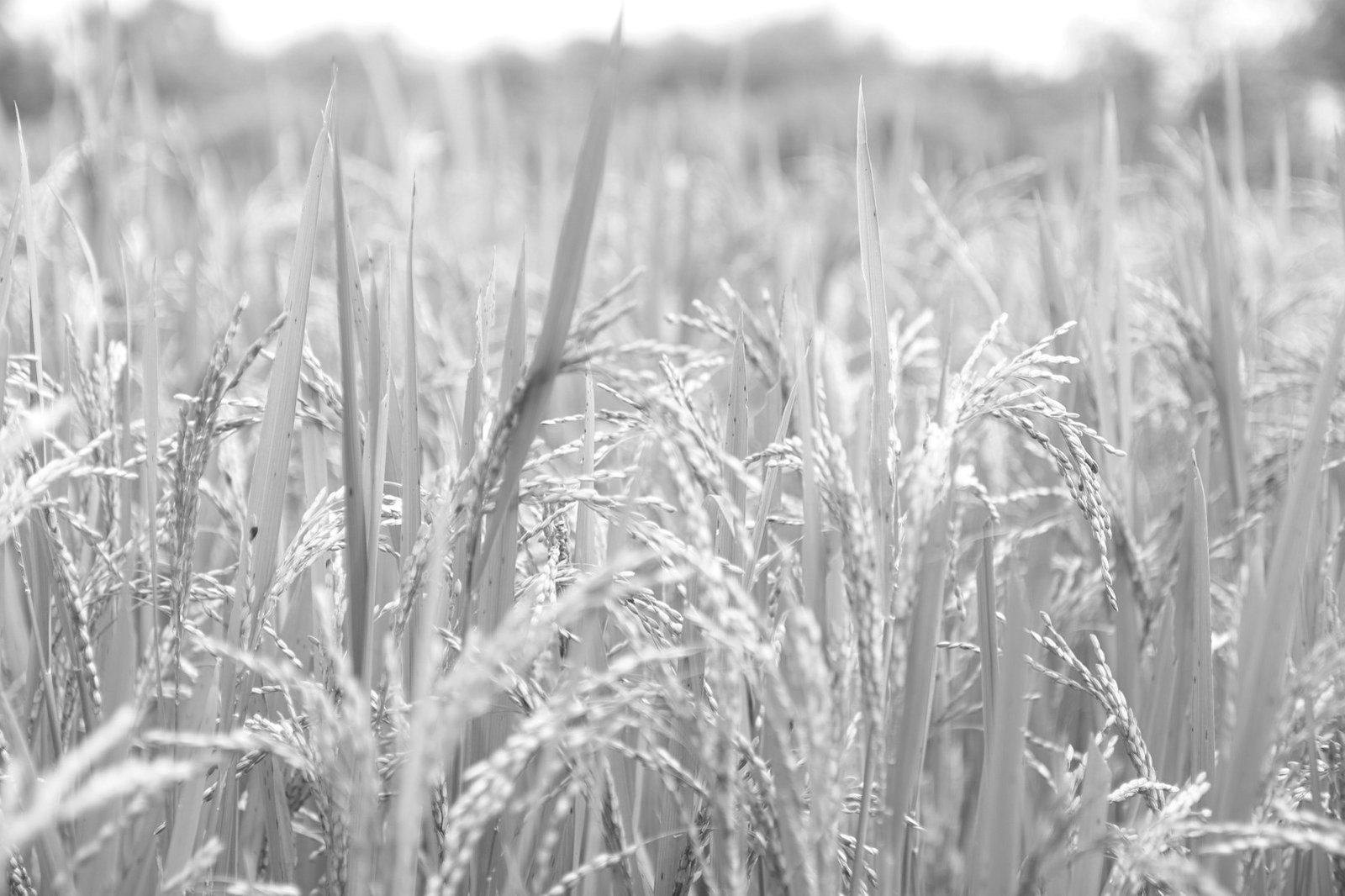 Renewable energy law Bangladesh — farmland and land-use limits for solar siting