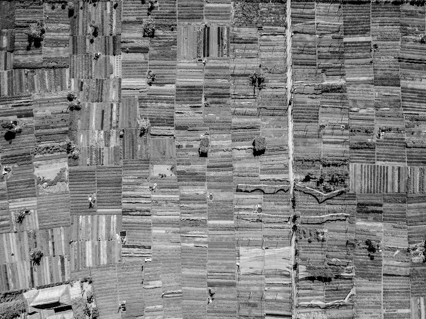Title suit Bangladesh — surveyed agricultural land whose boundaries must be described in the plaint schedule